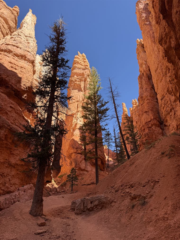 A sandy trail winding between towering orange rock fins, with tall dark evergreens growing up from the canyon floor.